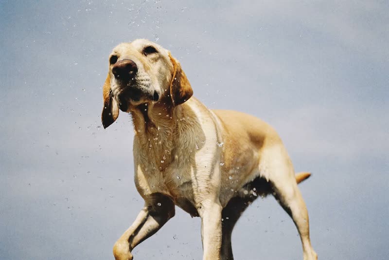 Hands washing a wet labrador