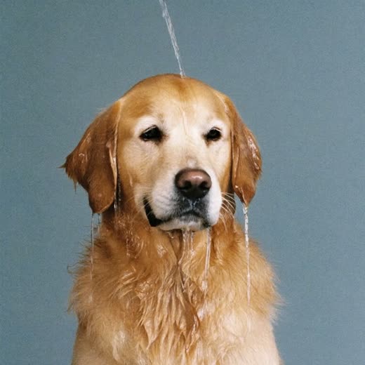 A dog being rinsed down during a wash