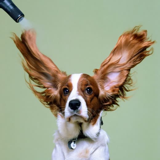 A spaniel being blow-dried